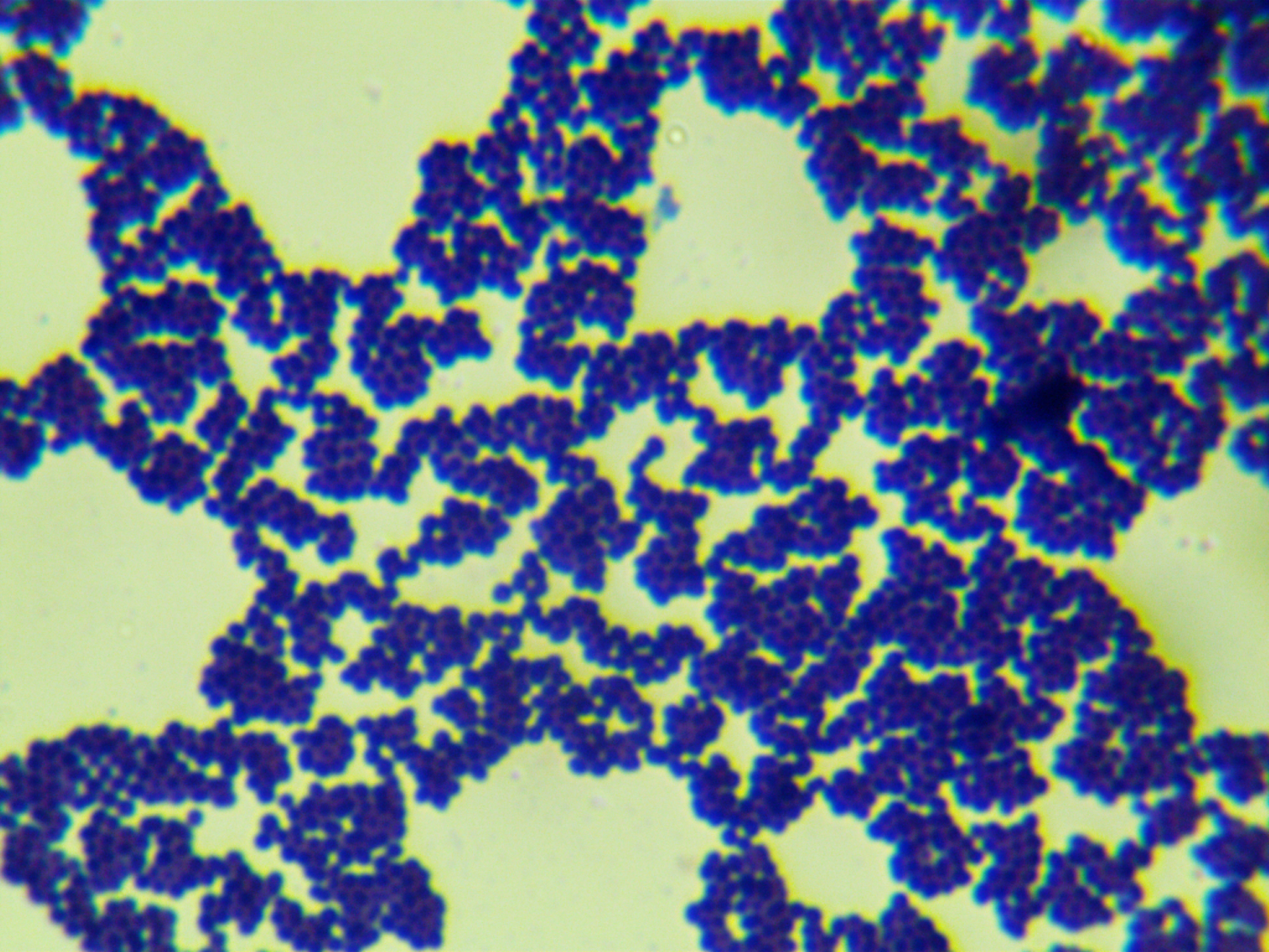 Enterococcus faecalis V347 (containing pIP501 plasmid)-BNCC