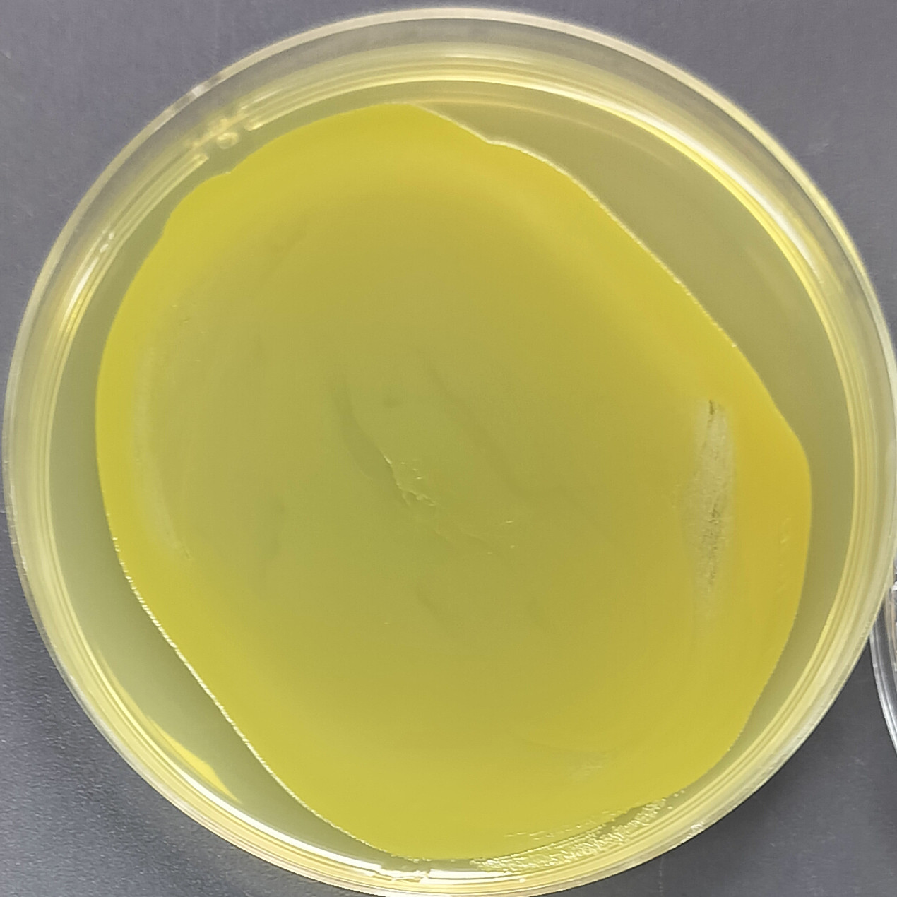Burkholderia cepacia-BNCC