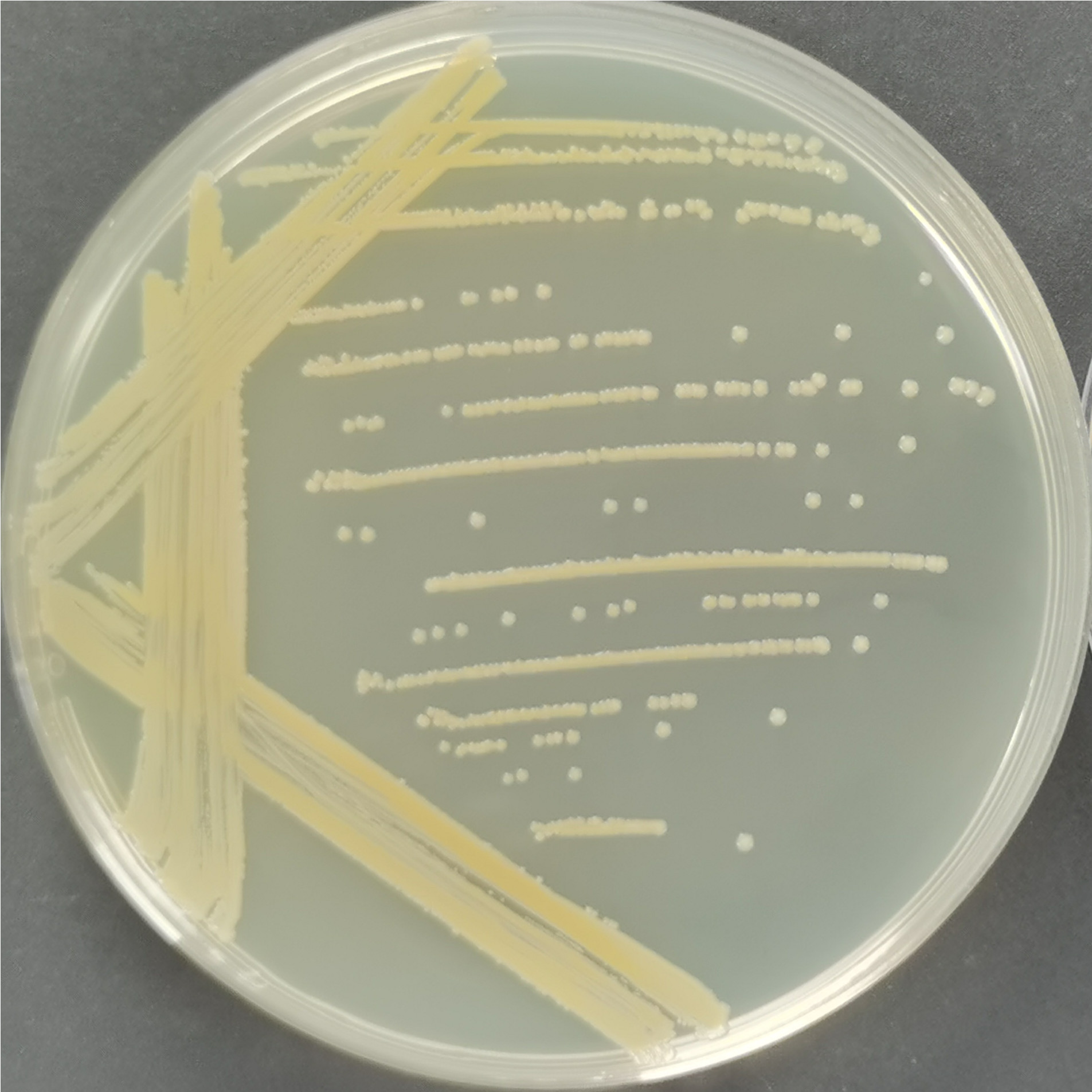 Staphylococcus aureus subsp. aureus-BNCC