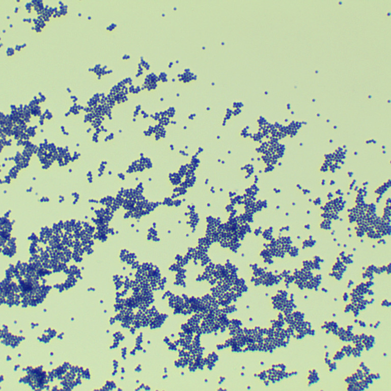 Staphylococcus aureus subsp. aureus-BNCC