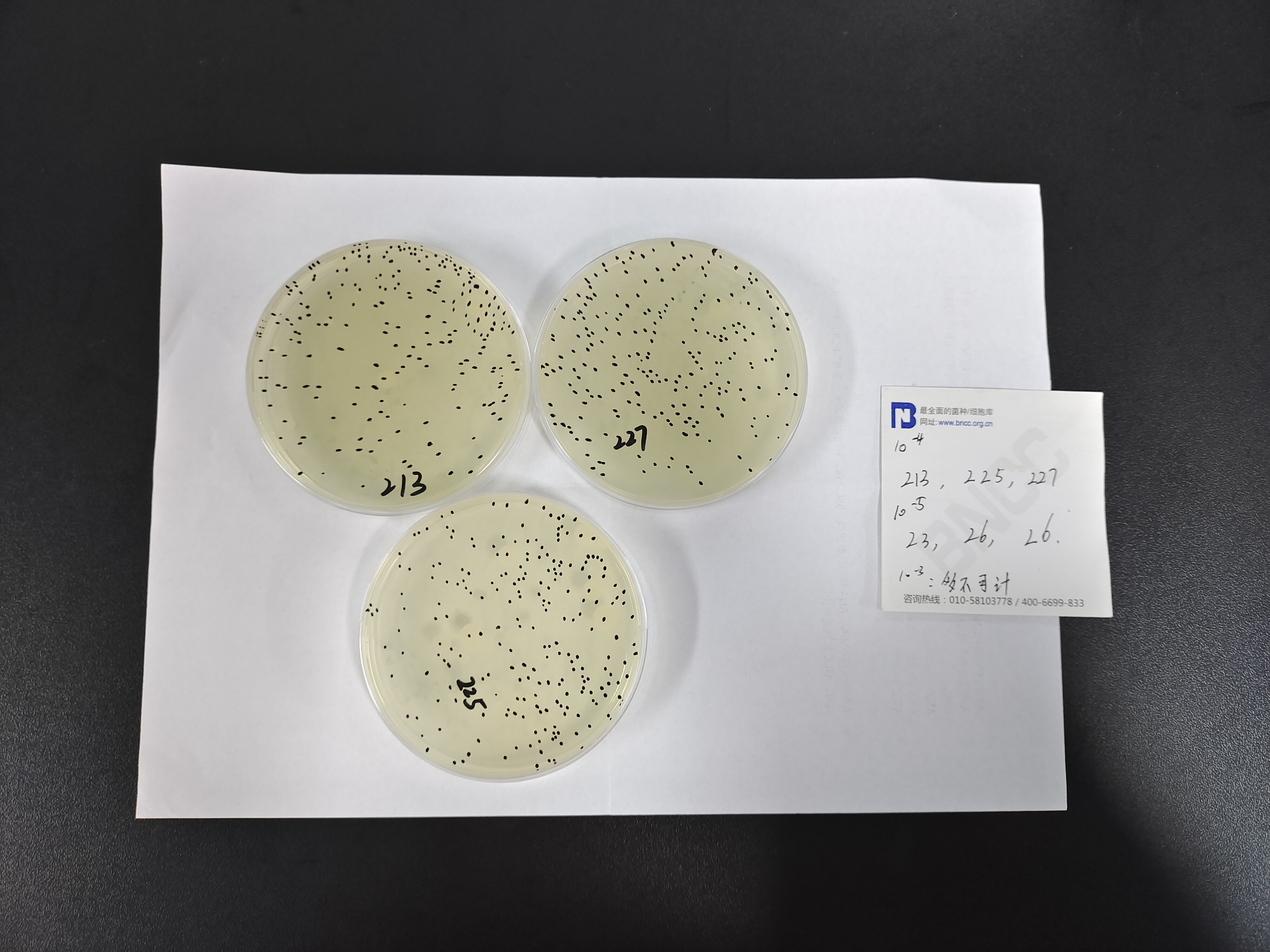 Feed Total Colony Count Quality Control Sample-BNCC
