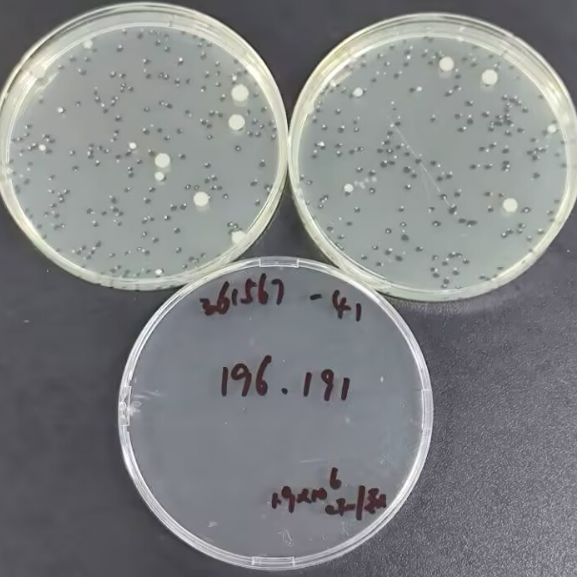 Total bacterial count control sample in feed-BNCC