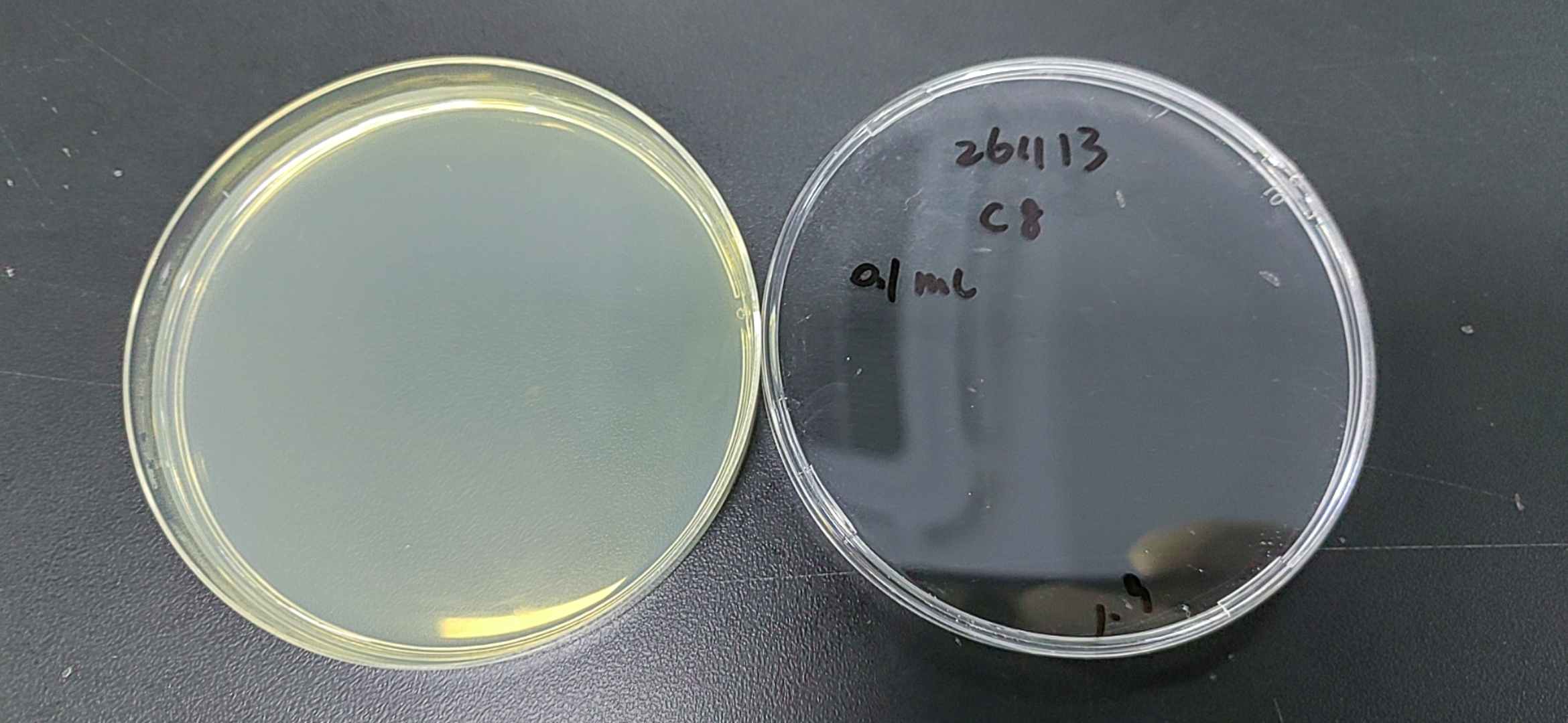 Bacillus cereus nucleic acid reference substance (Heat-inactivated) (strongly positive)-BNCC