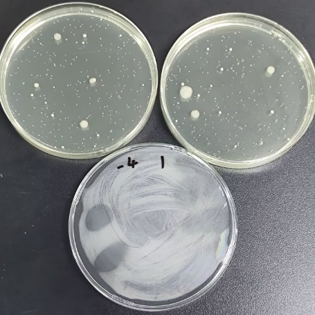 Standard sample of total bacterial count in cosmetics-BNCC