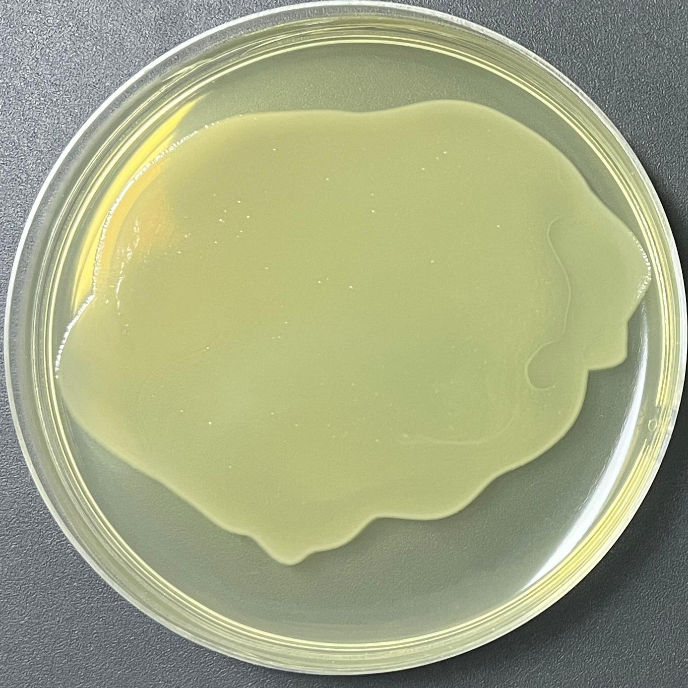 DH5α (insect-competent plasmid) E. coli-BNCC