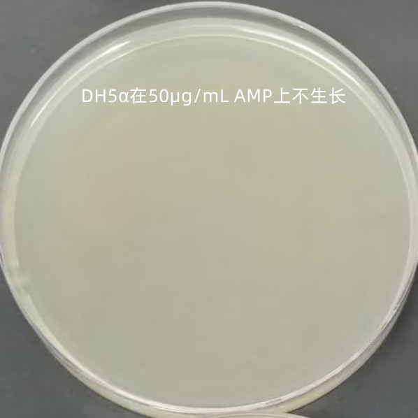 DH5 α (containing PSH65 plasmid) Escherichia coli-BNCC