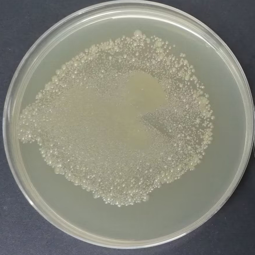 DH5 α (containing PSH65 plasmid) Escherichia coli-BNCC