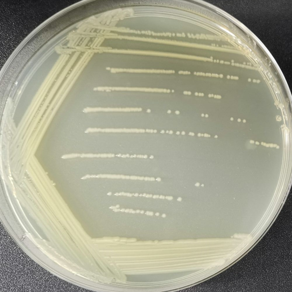Escherichia coli TOP10F `-BNCC
