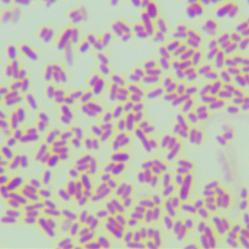 Escherichia coli TOP10F `-BNCC