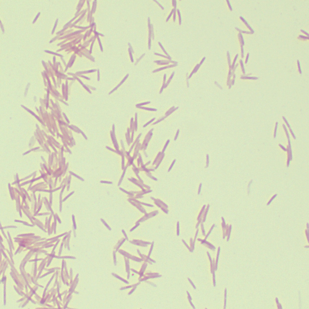 Fusobacterium nucleatum-BNCC