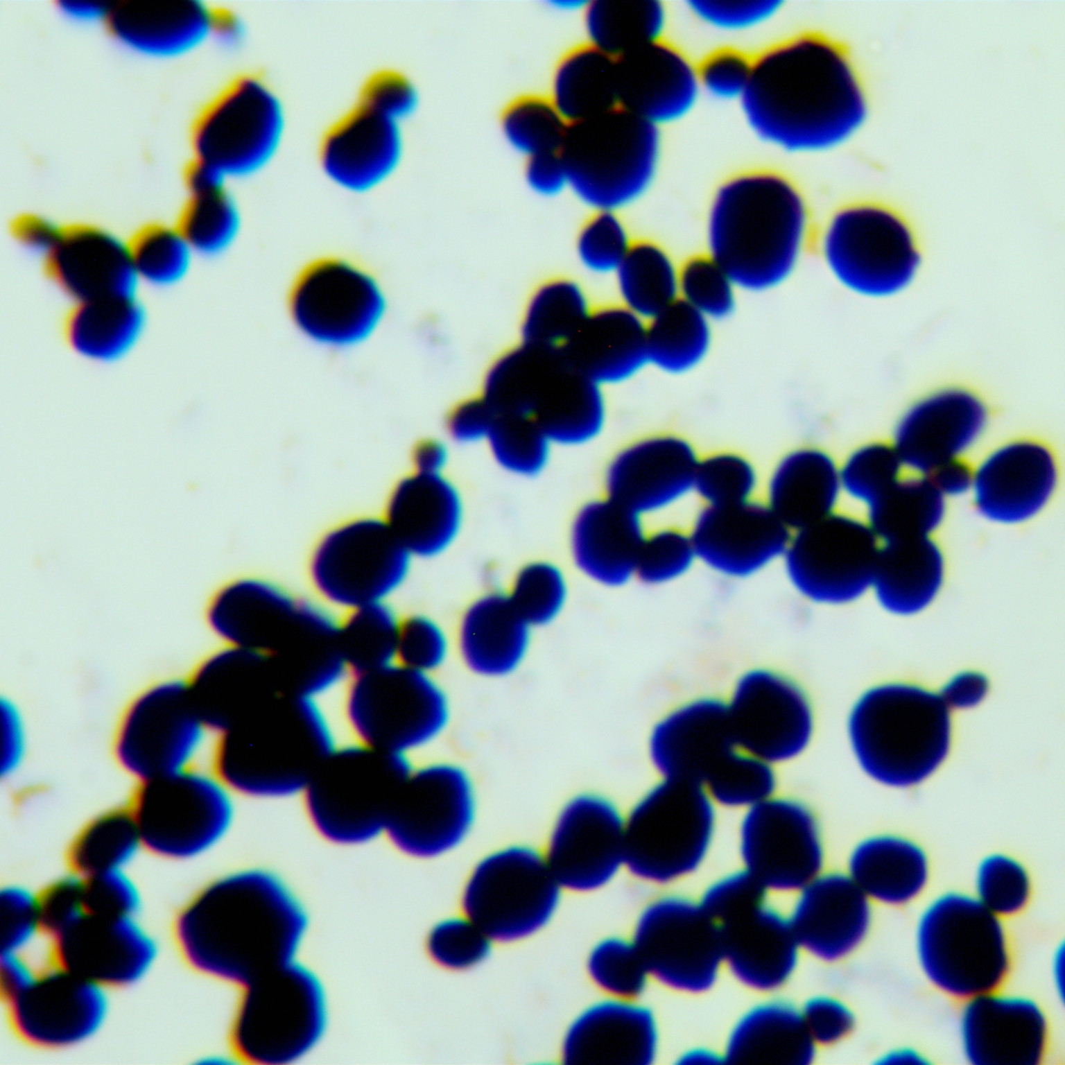 Brewing yeast Y00283-BNCC