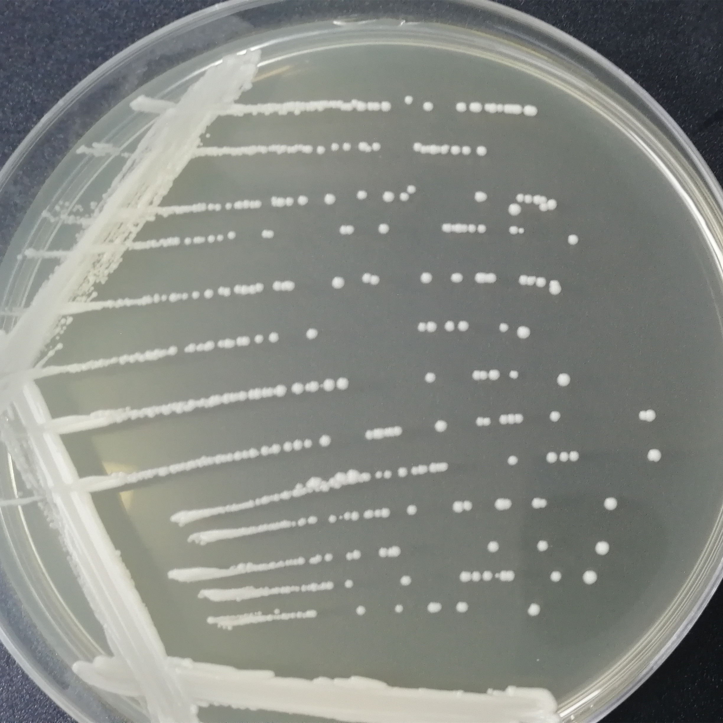 Brewing yeast Y00283-BNCC