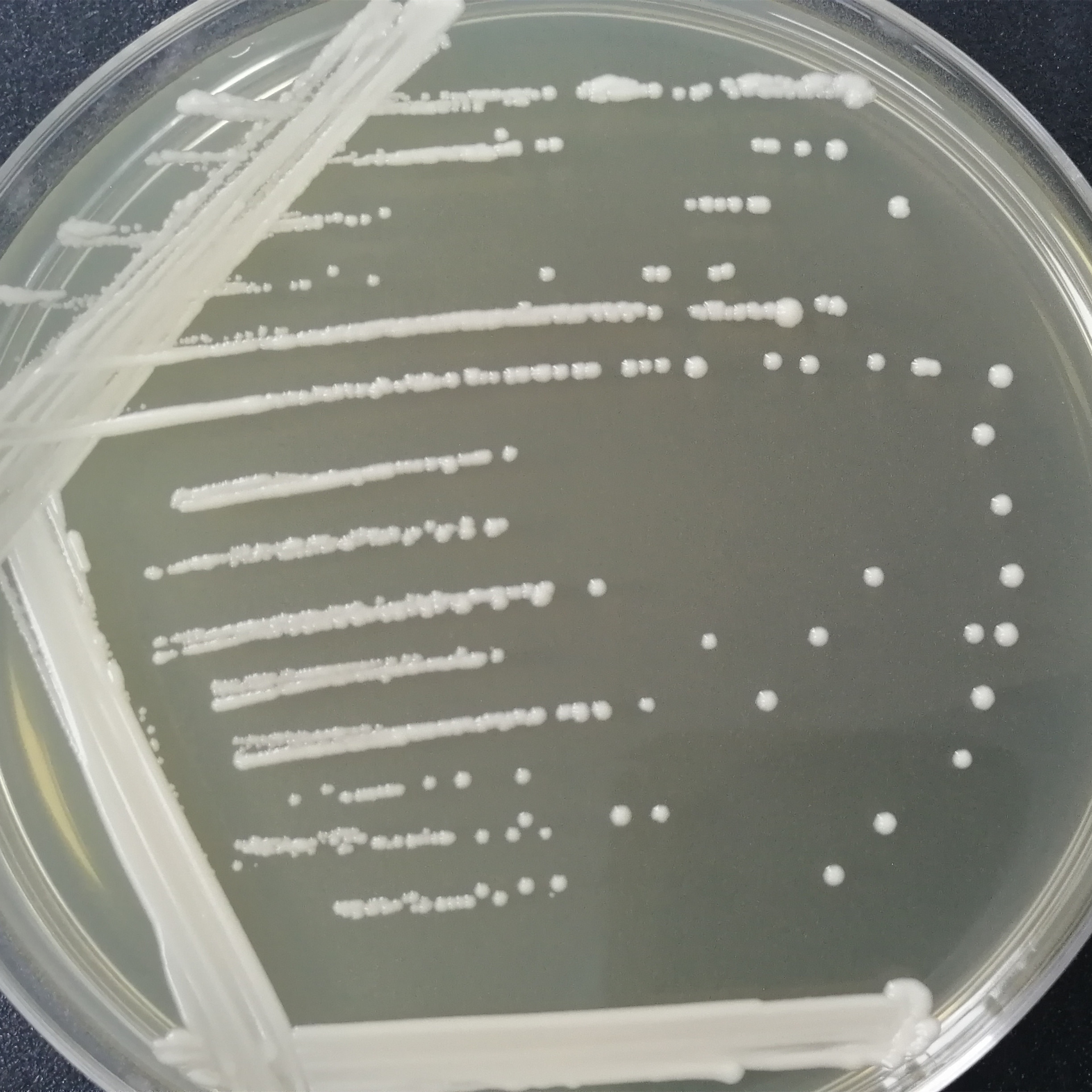 Baker's yeast Y00326-BNCC