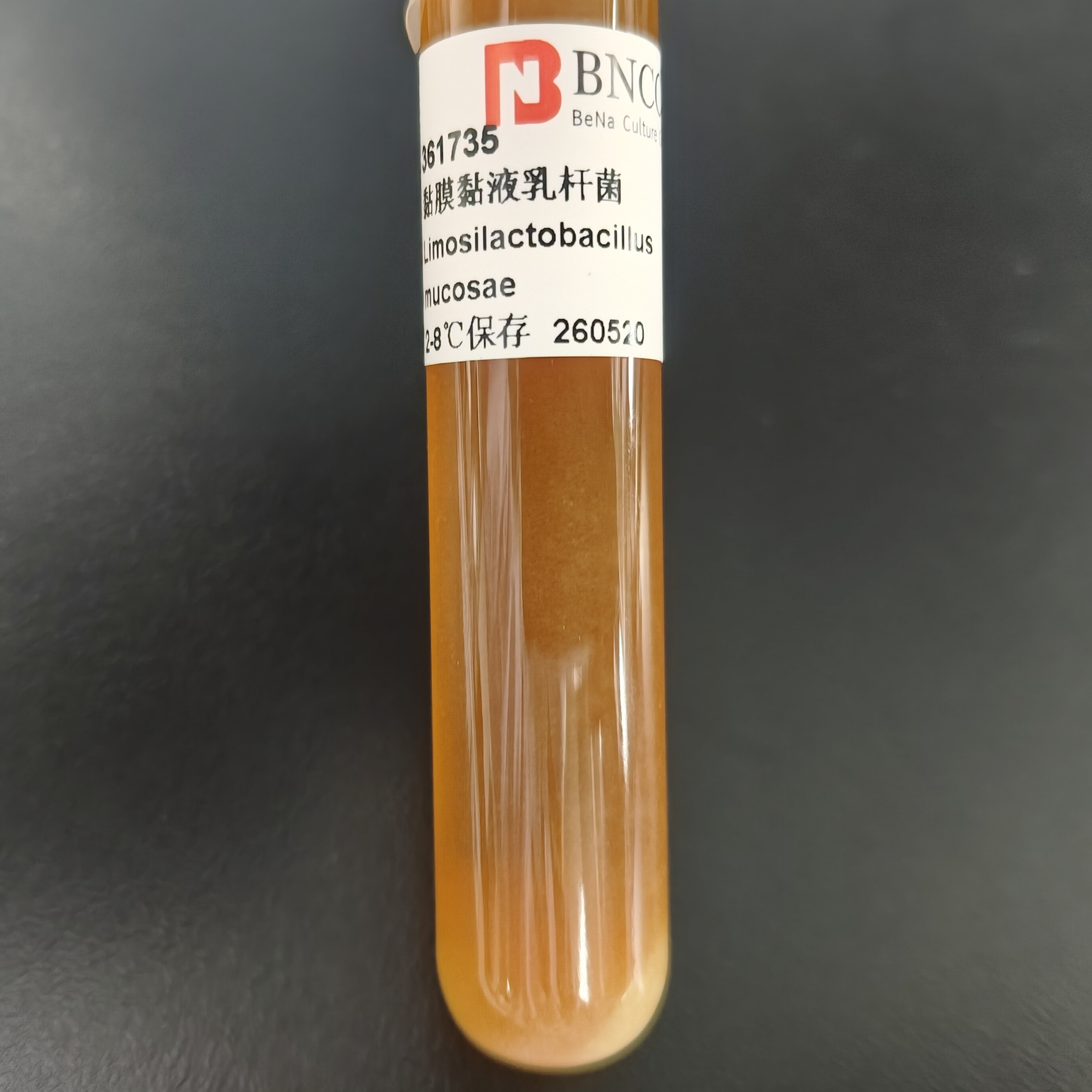 Mucous lactobacillus-BNCC