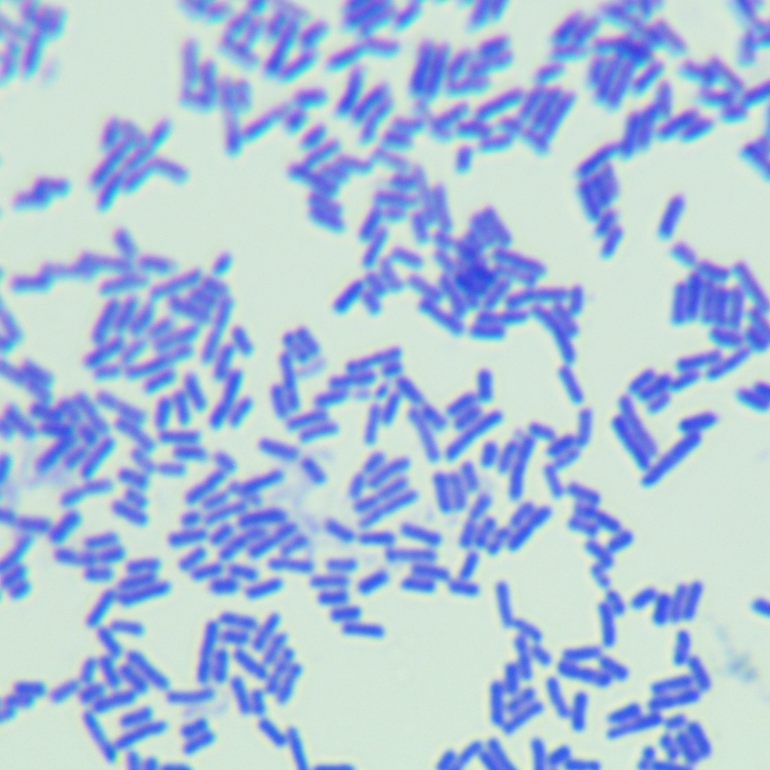 Mucous lactobacillus-BNCC