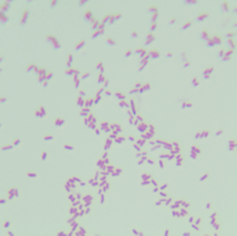 Escherichia coli MG1655-BNCC