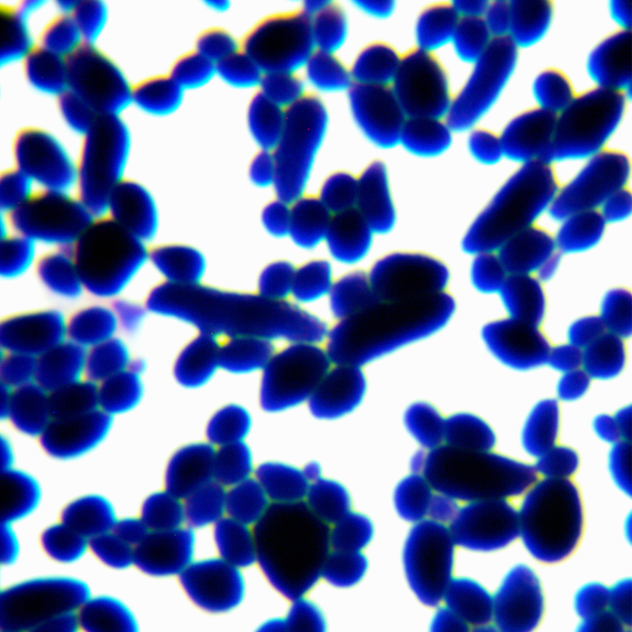 Abnormal Pichia pastoris-BNCC