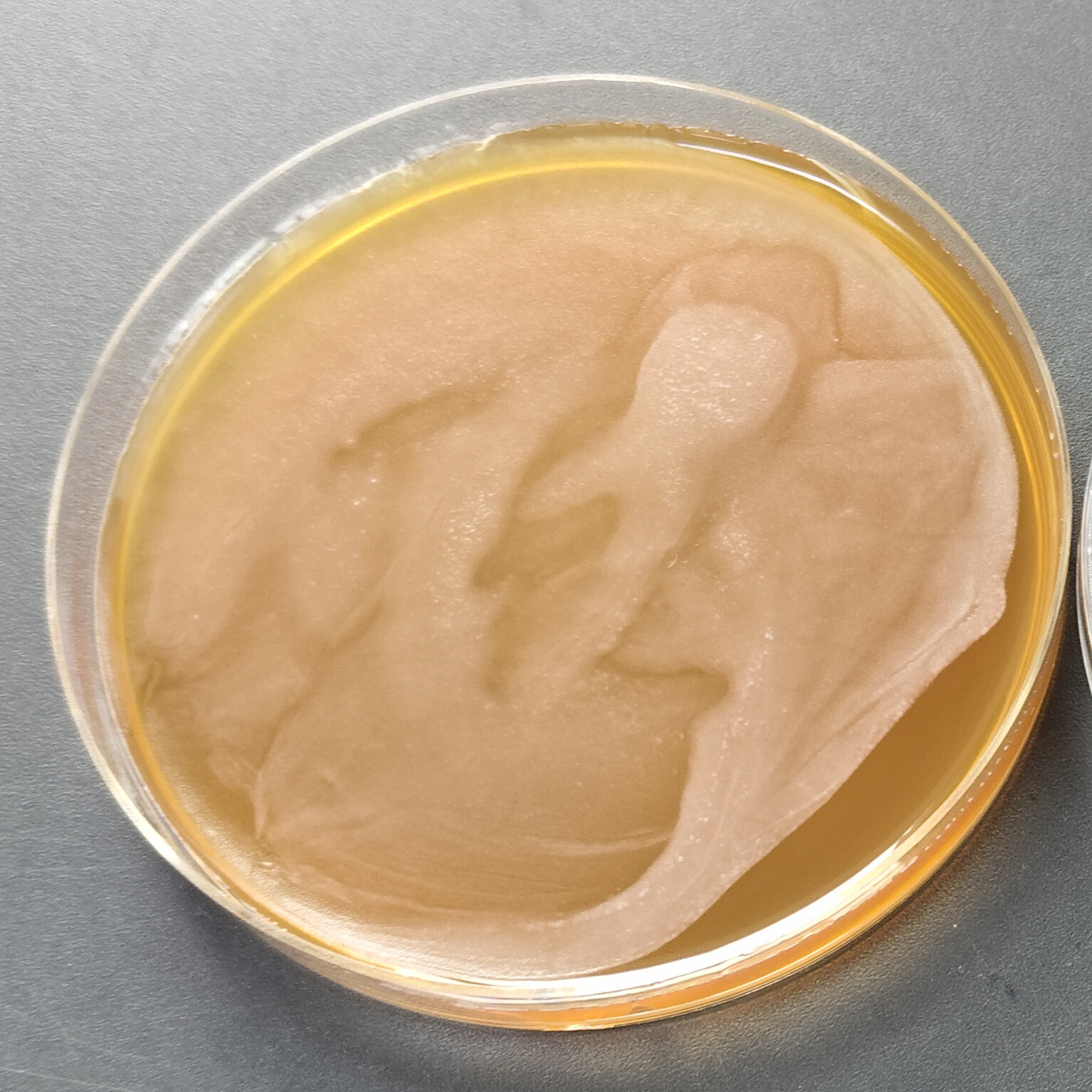 Swiss Lactobacillus-BNCC