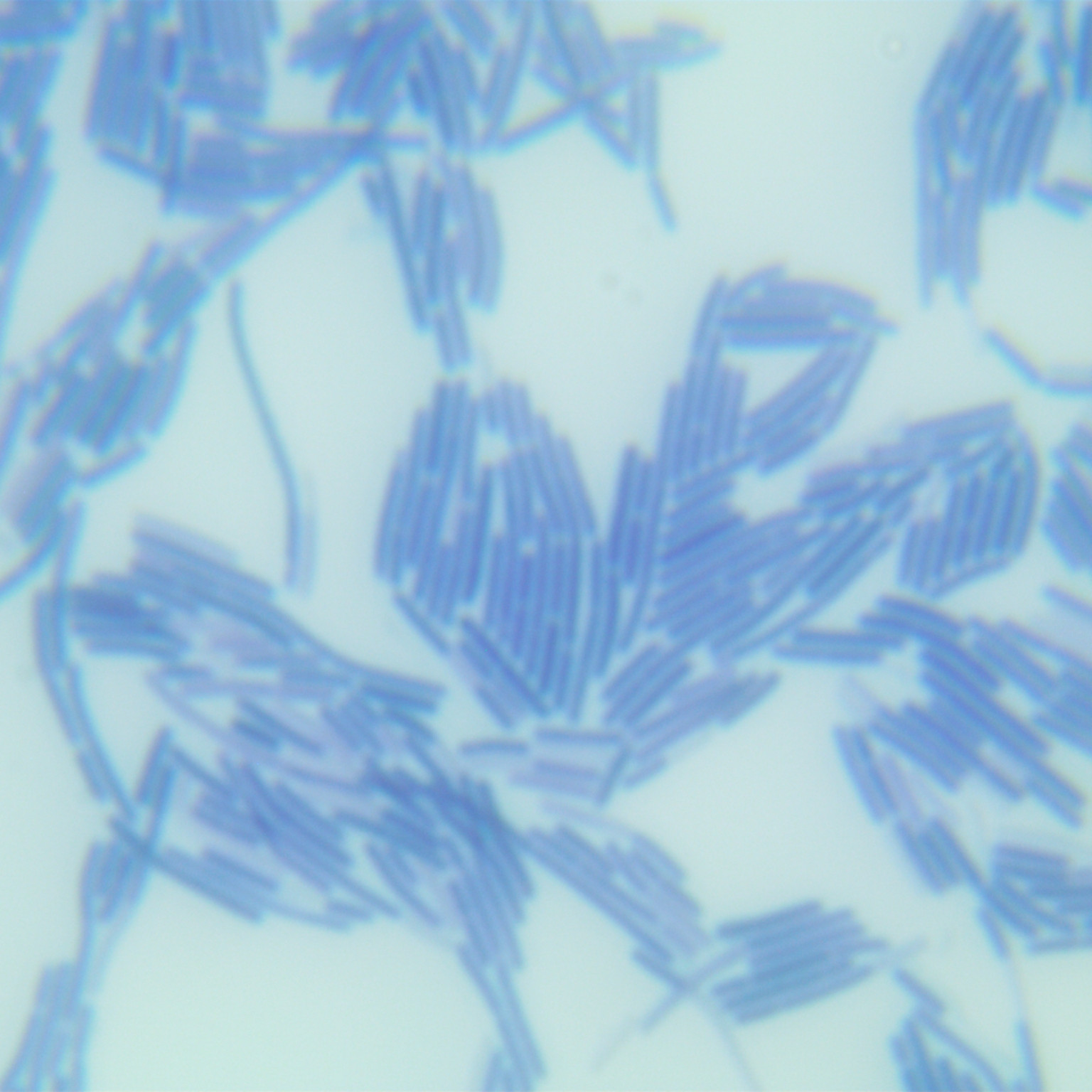 Swiss Lactobacillus-BNCC