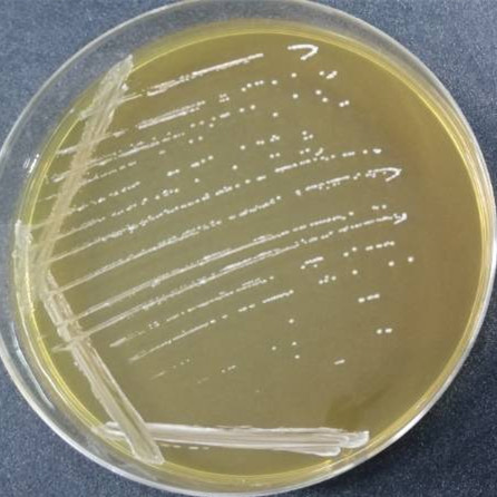 Lactobacillus casei-BNCC