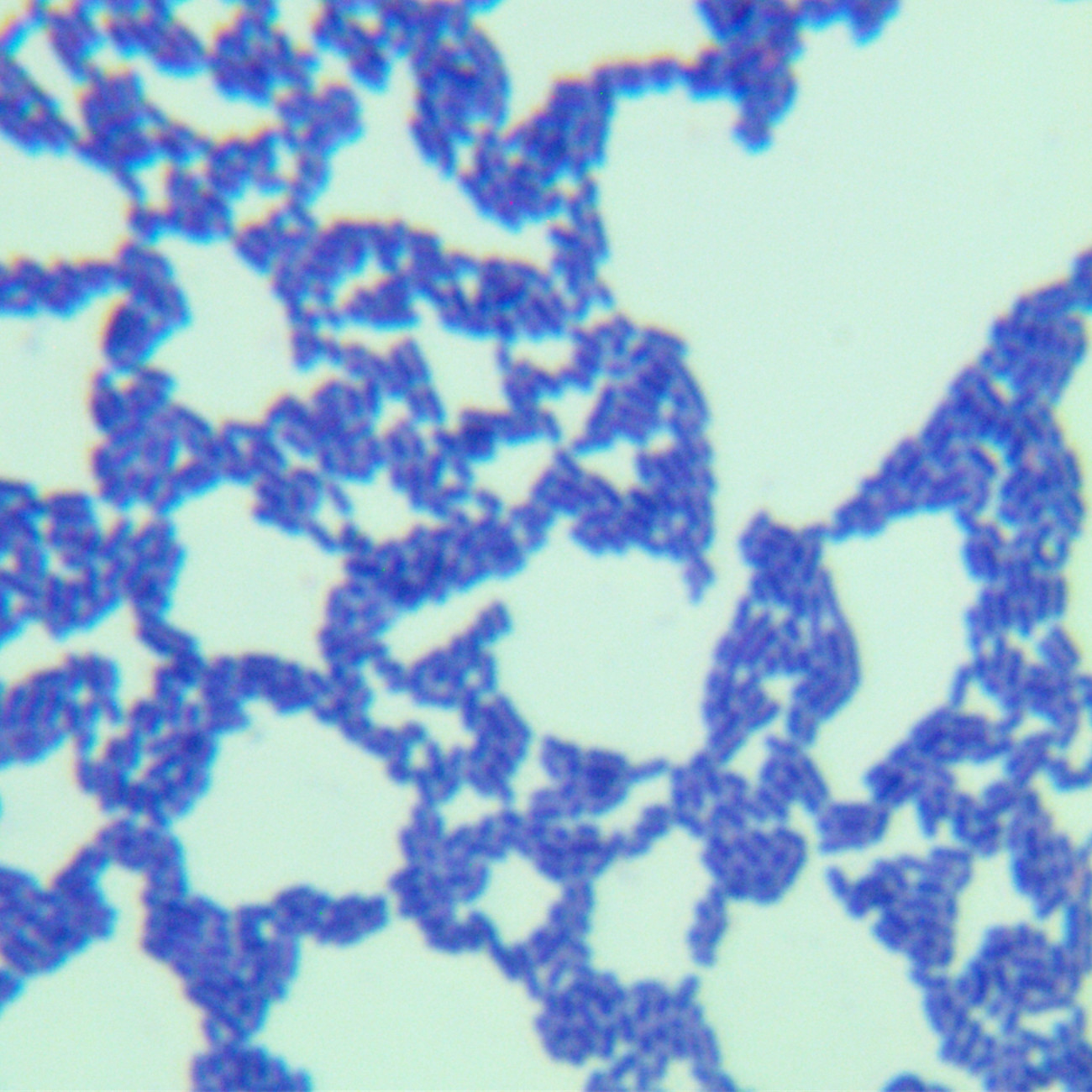 Lactobacillus casei-BNCC