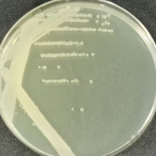 Bacillus licheniformis-BNCC