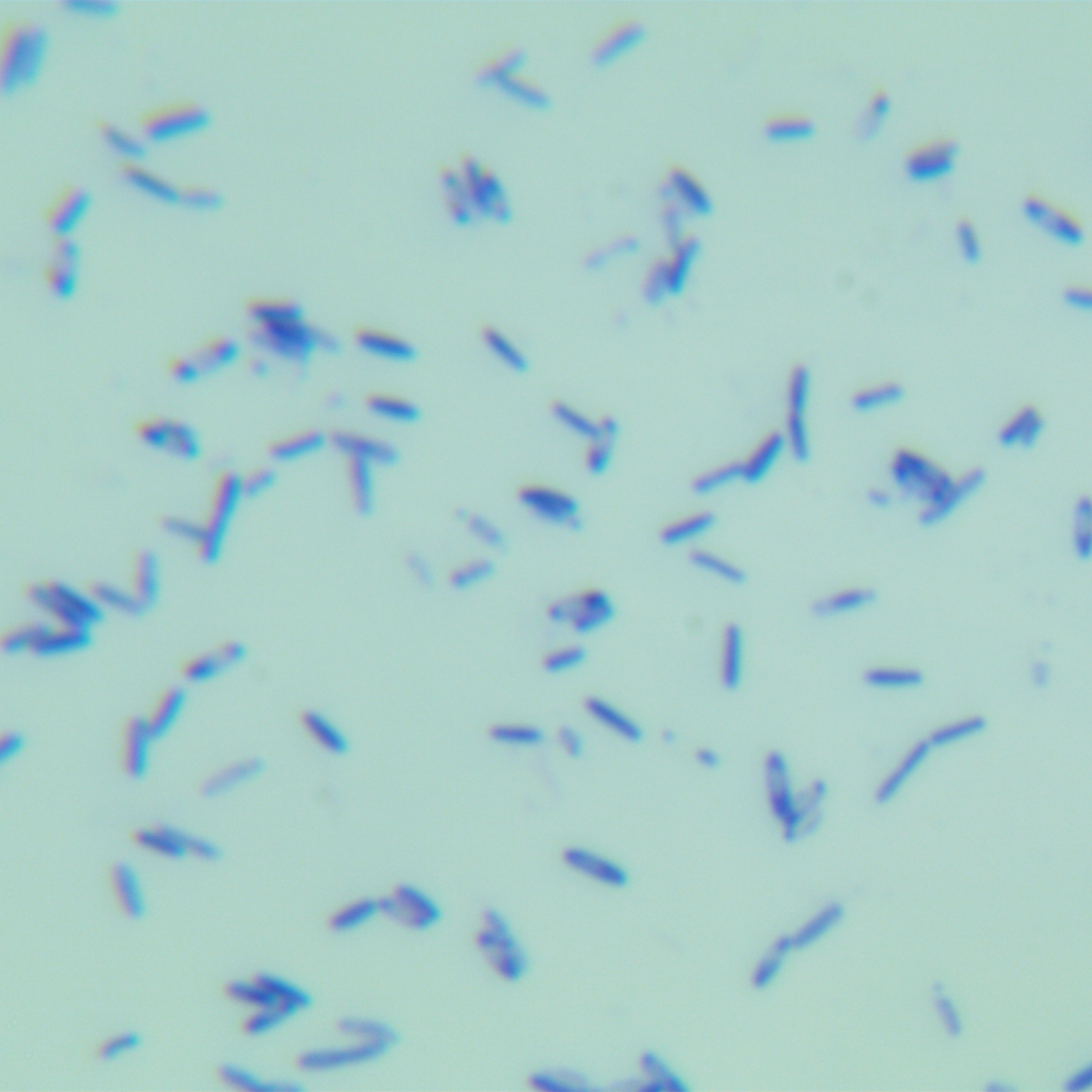 Bacillus licheniformis-BNCC