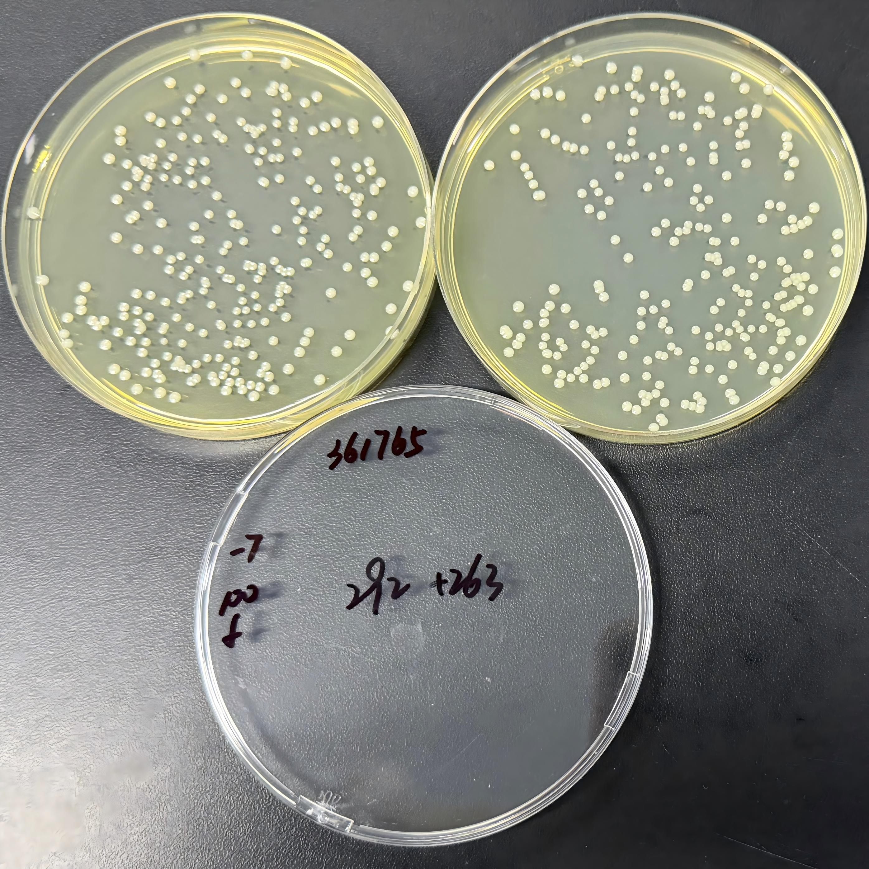 Staphylococcus aureus RN4220-BNCC