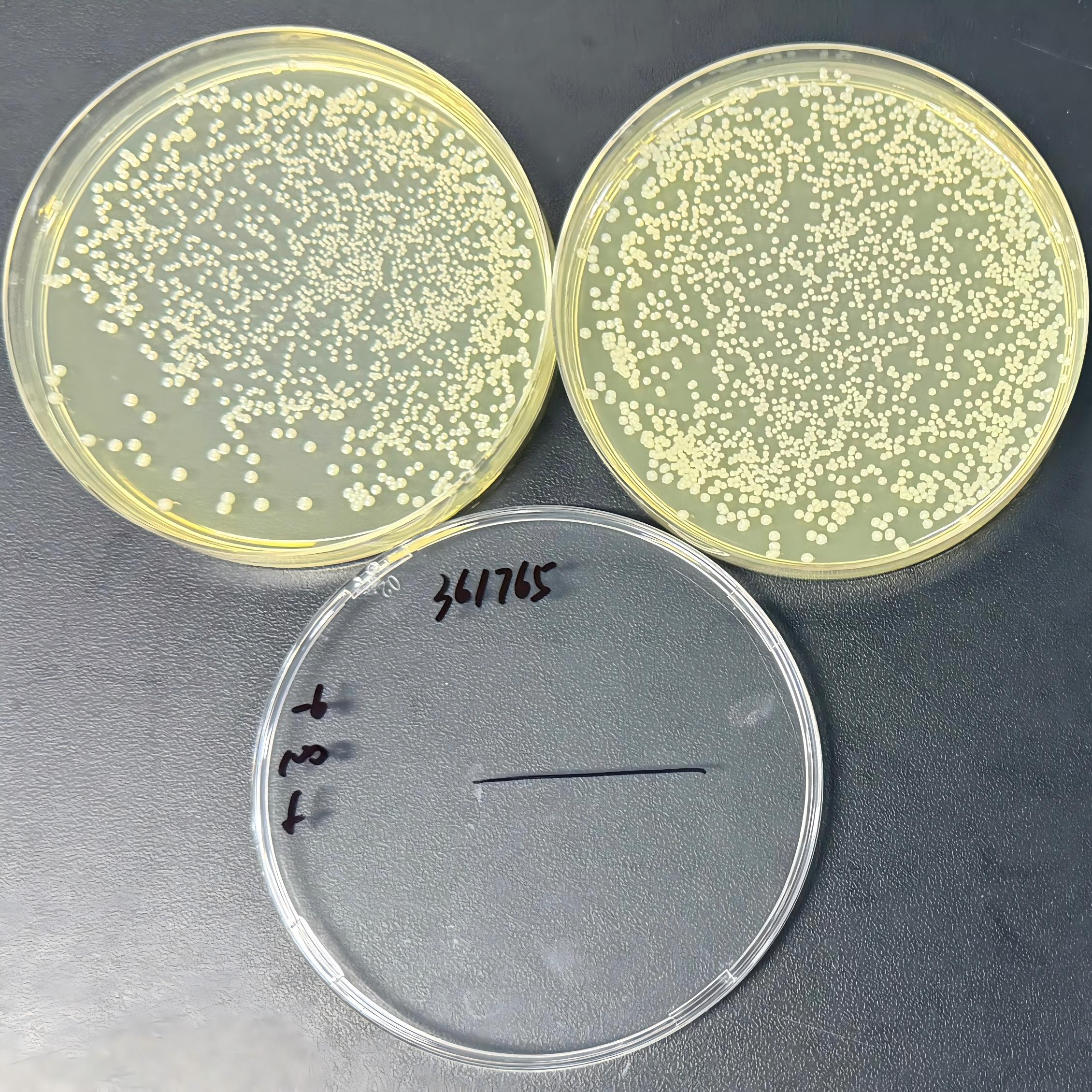 Staphylococcus aureus RN4220-BNCC
