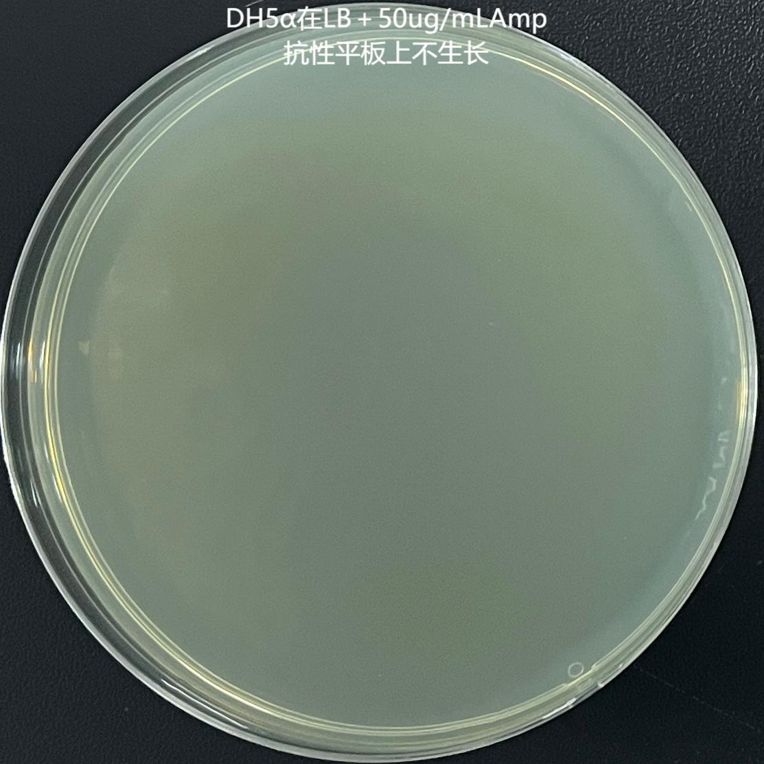 DH5 α (containing pSUP202 plasmid) Escherichia coli-BNCC