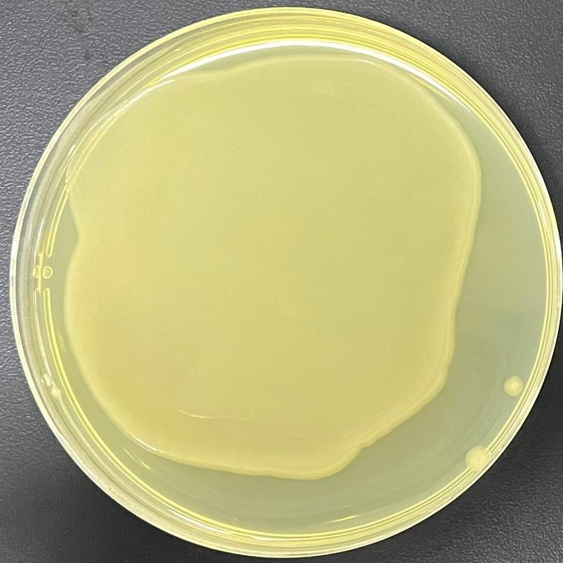 DH5 α (containing pSUP202 plasmid) Escherichia coli-BNCC