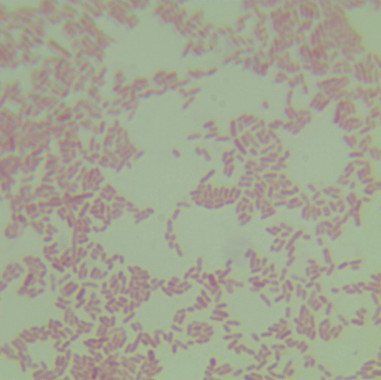 Enterobacter cloacae-BNCC
