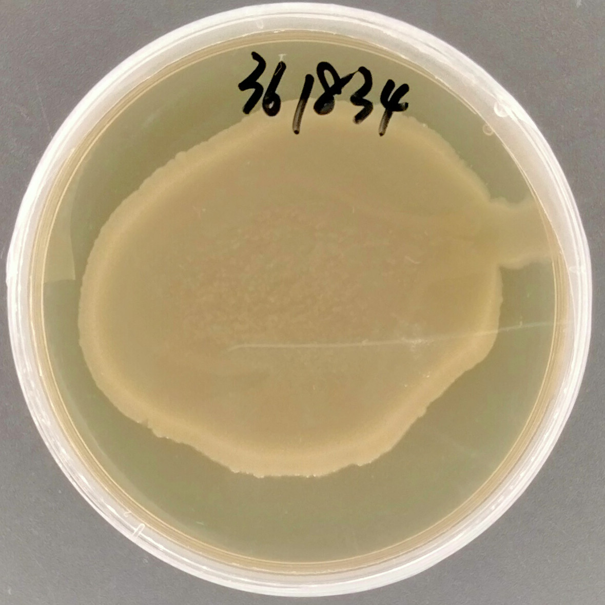 Enterobacter cloacae-BNCC