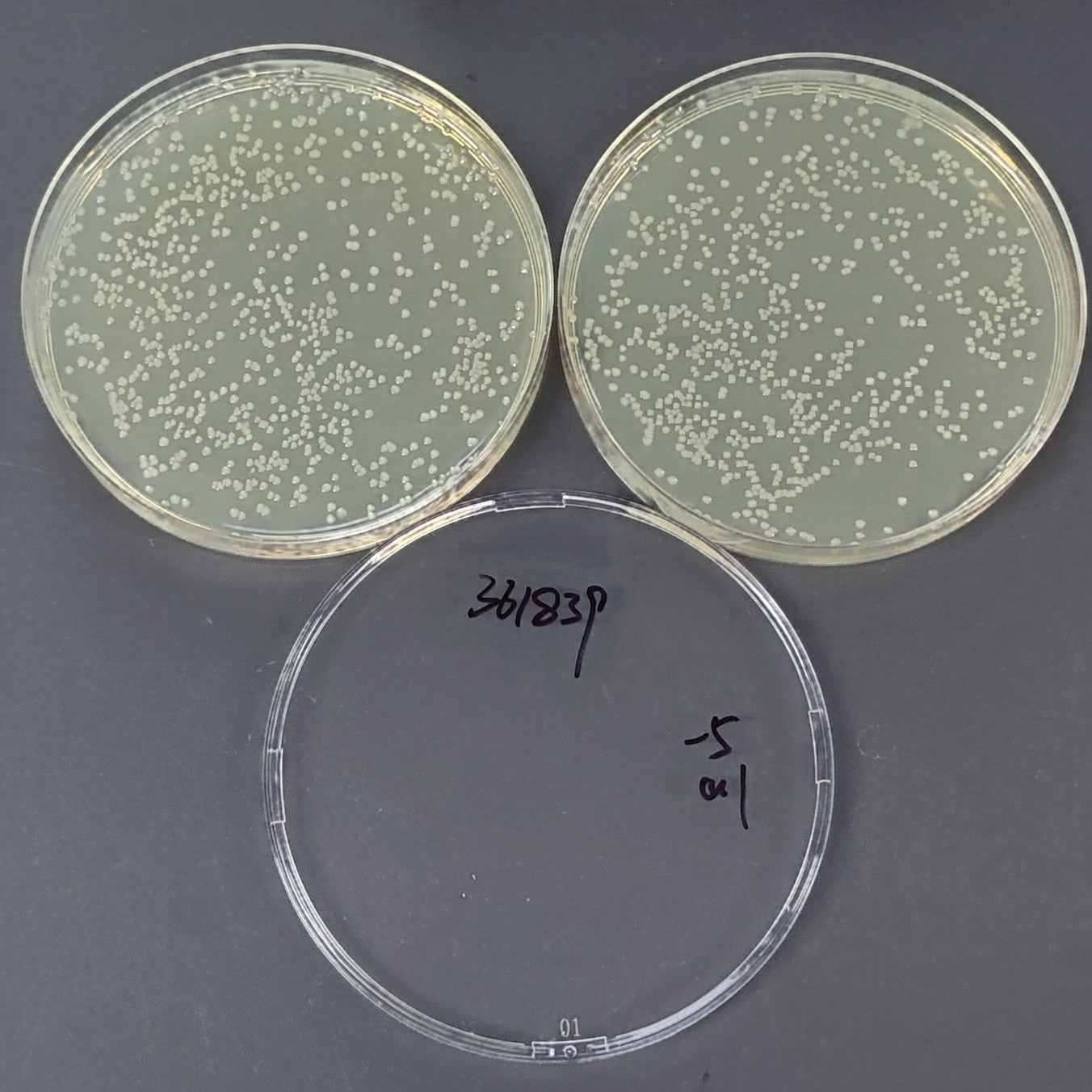 Enterobacter cloacae-BNCC