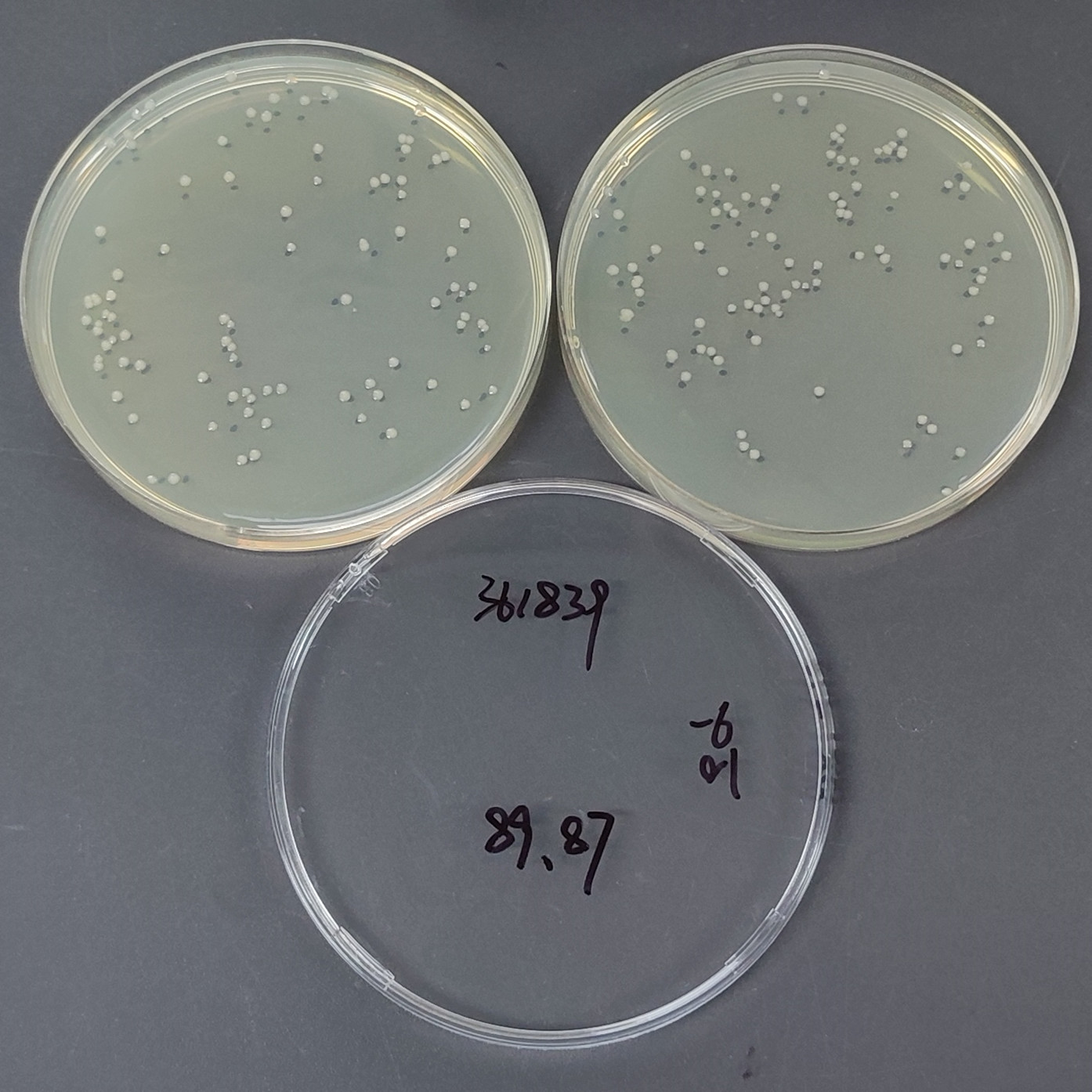 Enterobacter cloacae-BNCC
