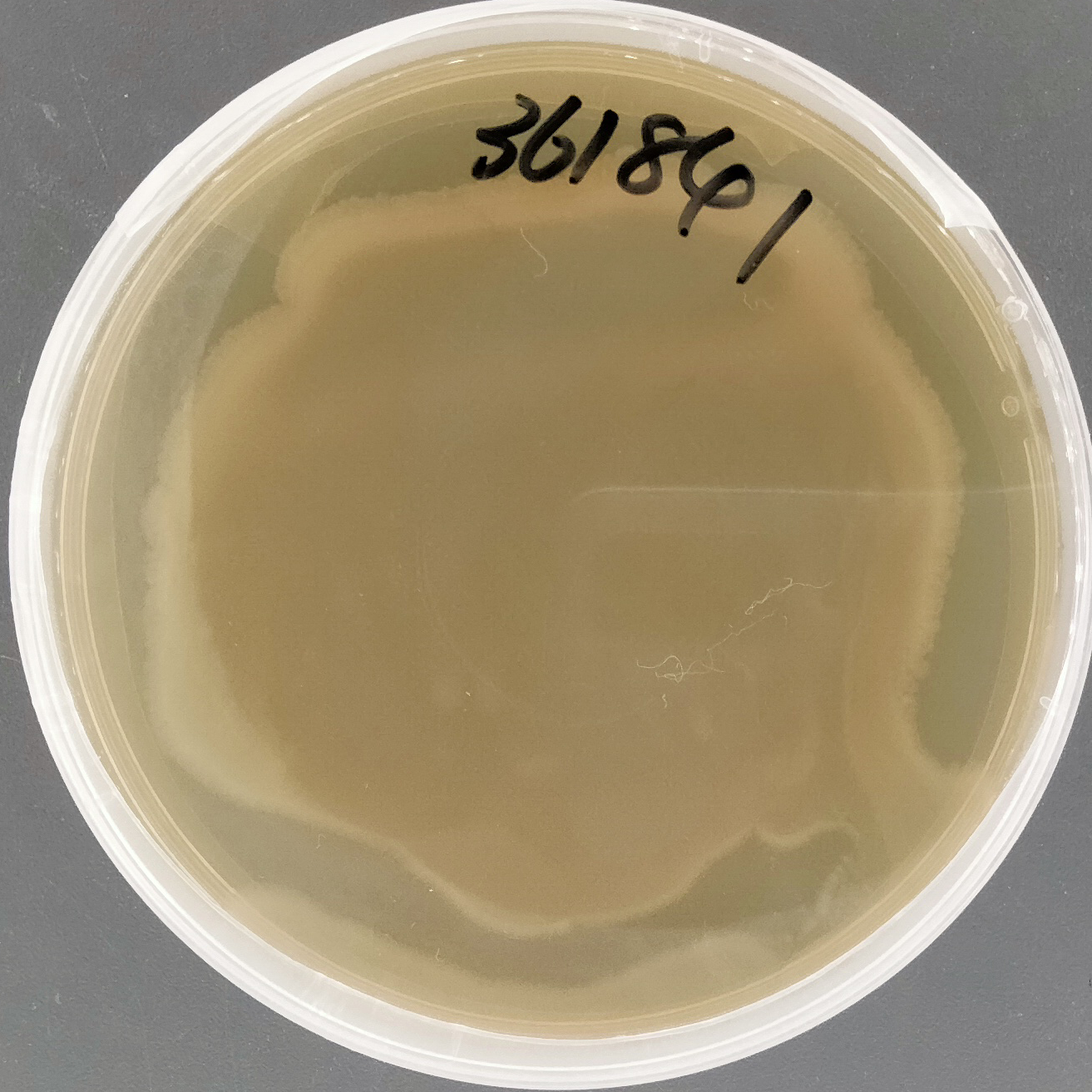 Enterobacter cloacae-BNCC