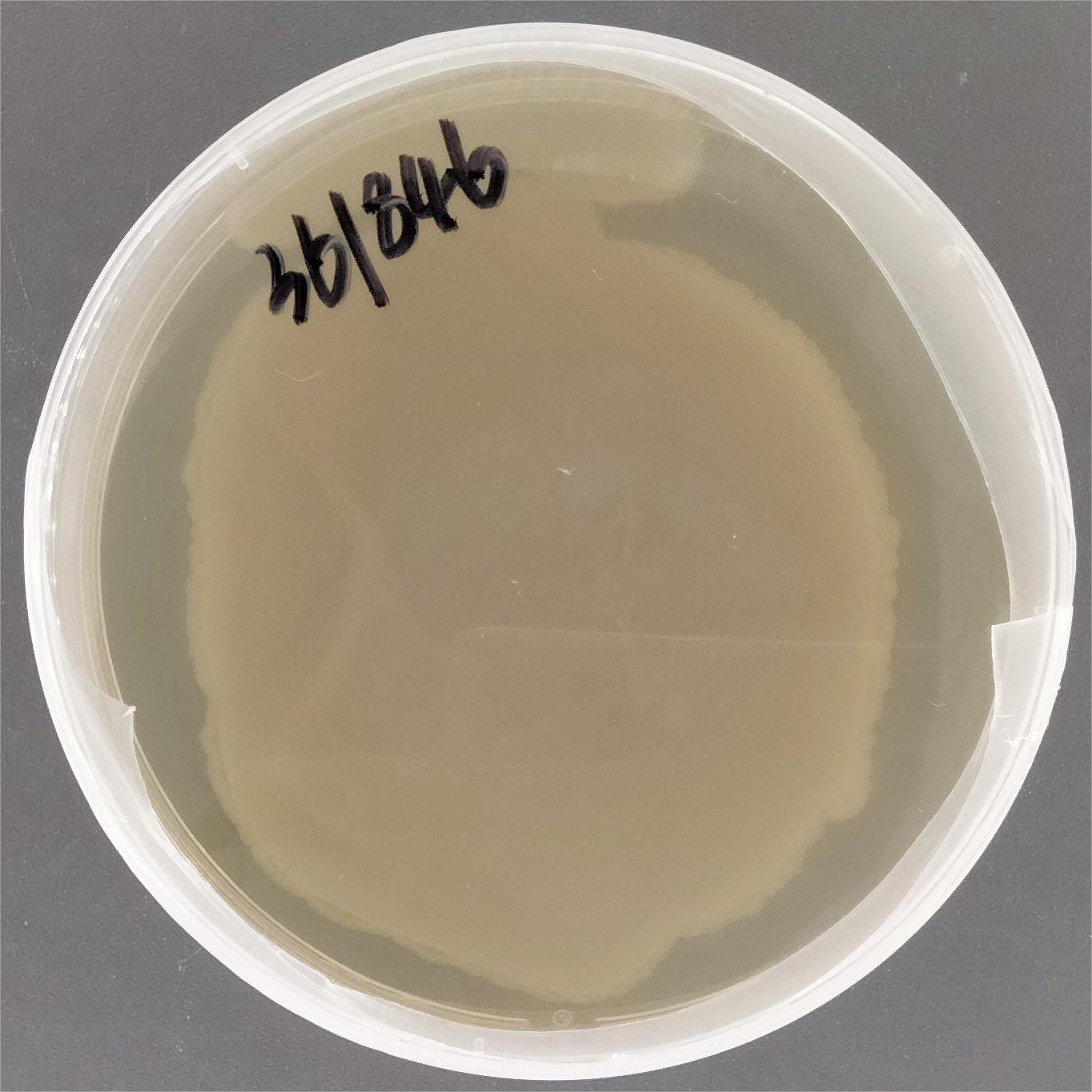 Enterobacter cloacae-BNCC