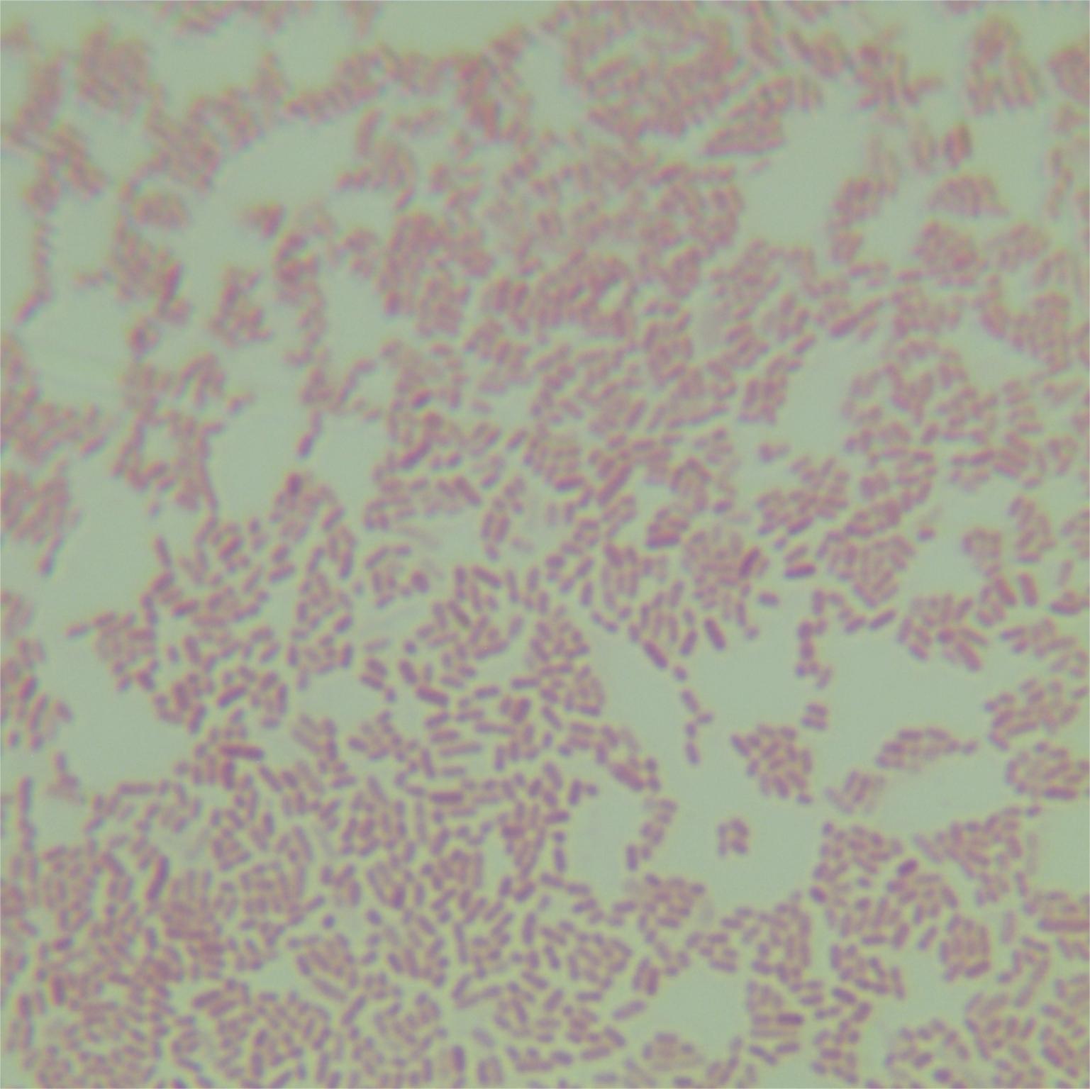 Enterobacter cloacae-BNCC