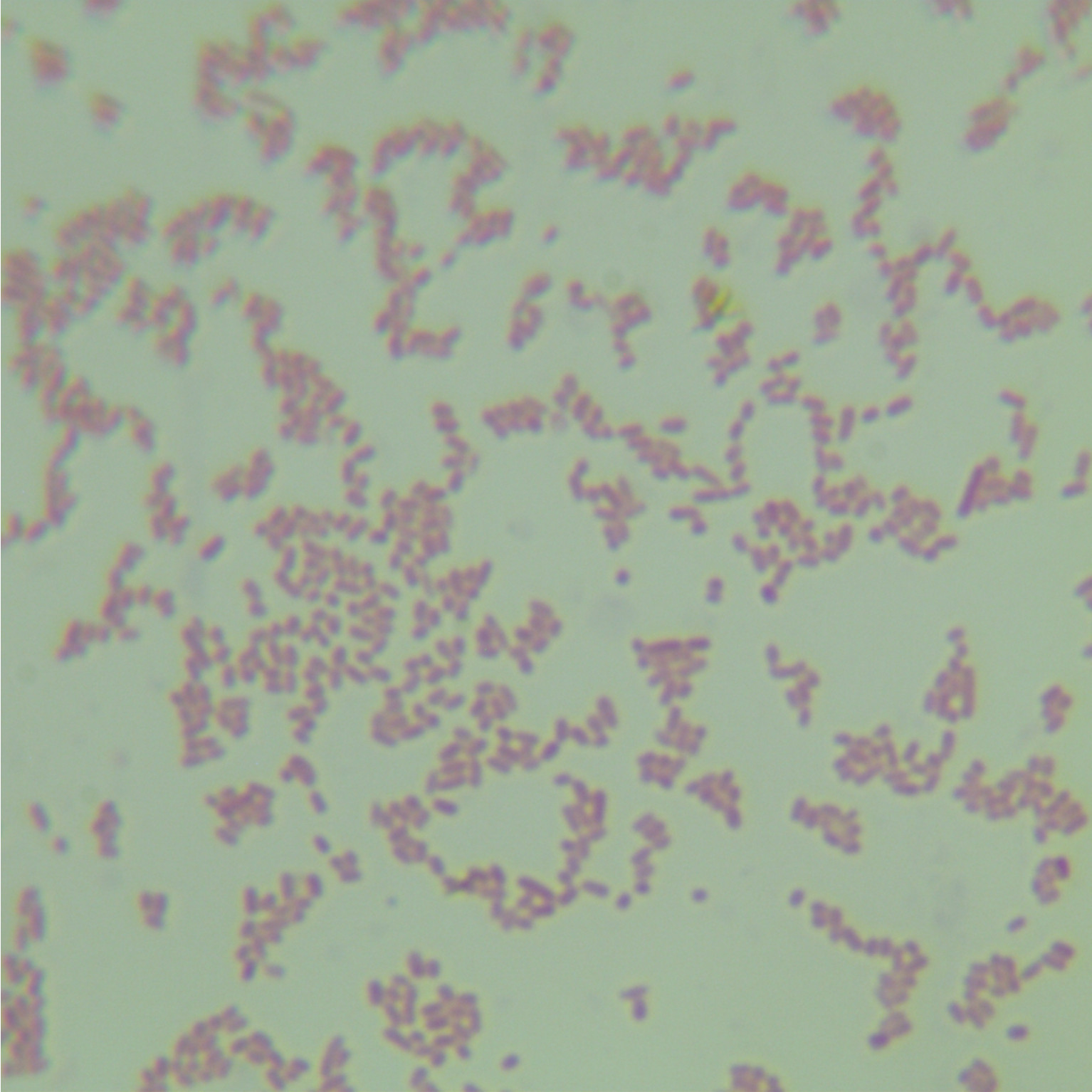 Enterobacter cloacae-BNCC