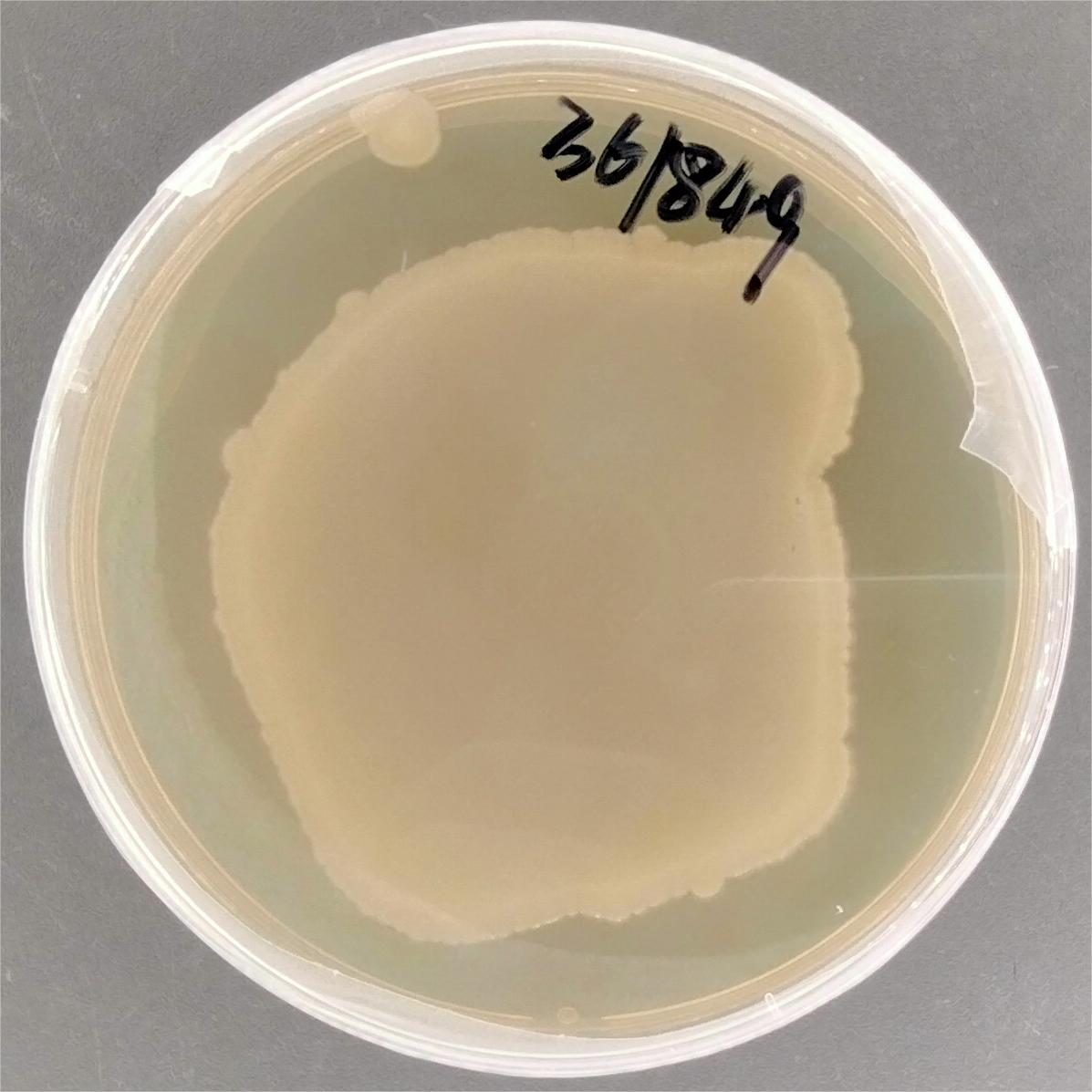Enterobacter cloacae-BNCC