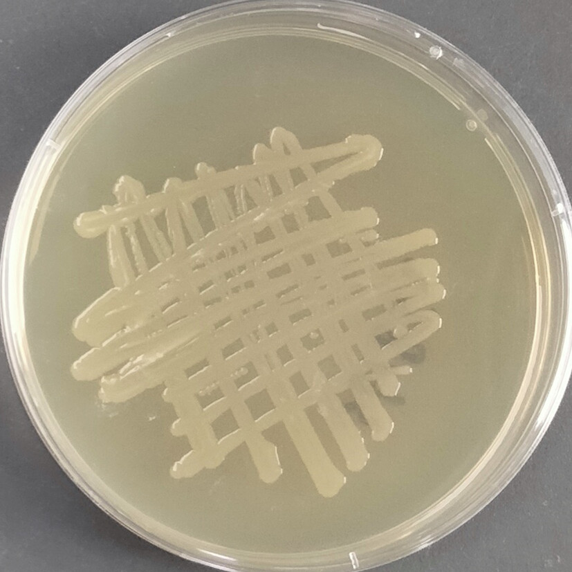 Enterobacter cloacae-BNCC