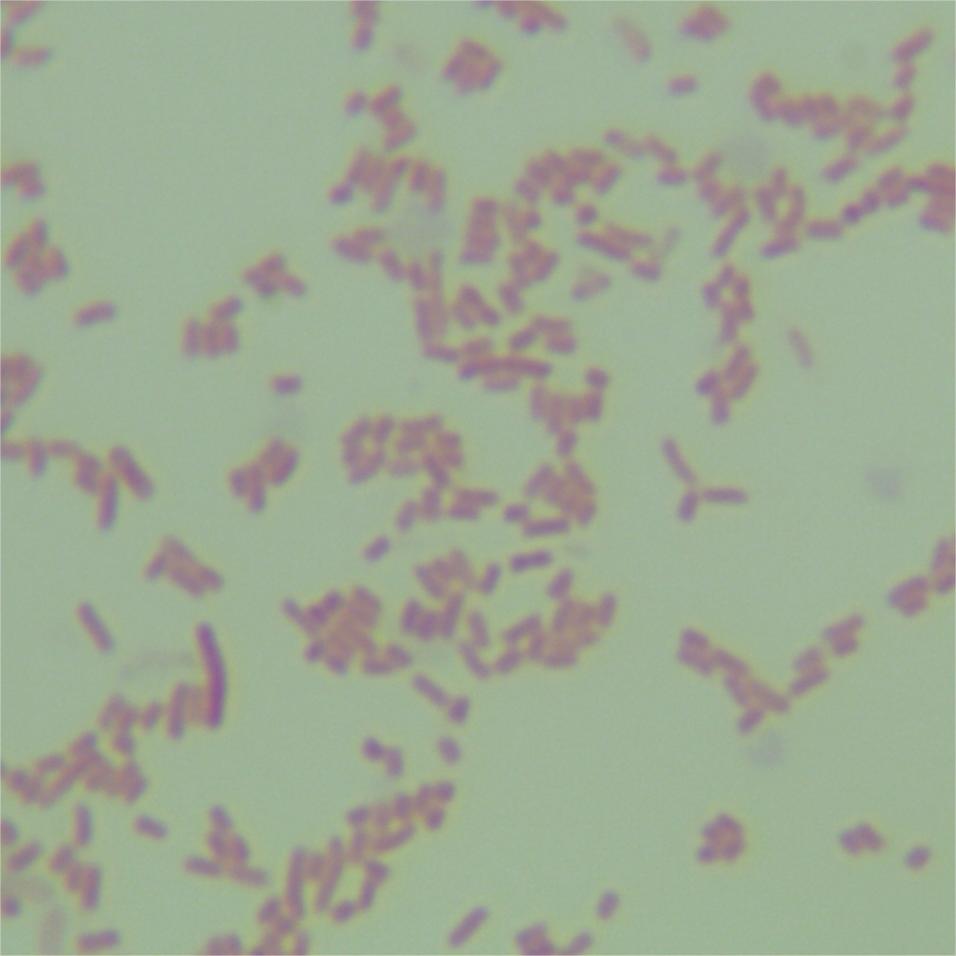 Enterobacter cloacae-BNCC