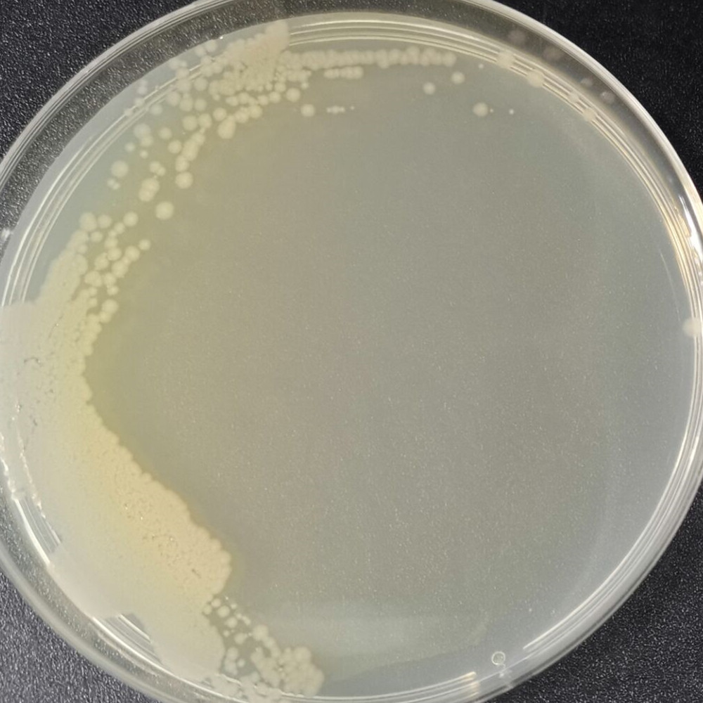 Lysine Bacillus genus-BNCC