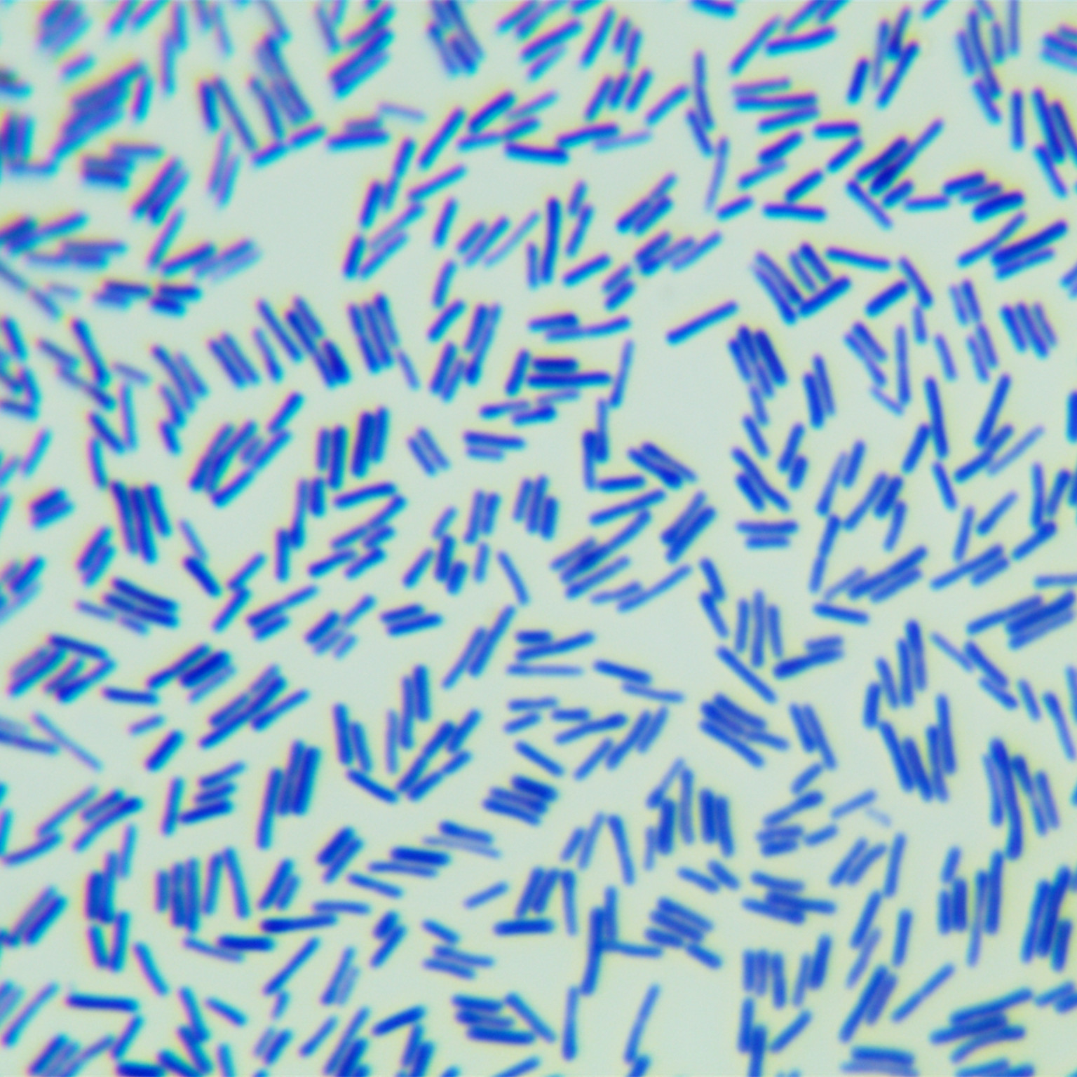 Lysine Bacillus genus-BNCC