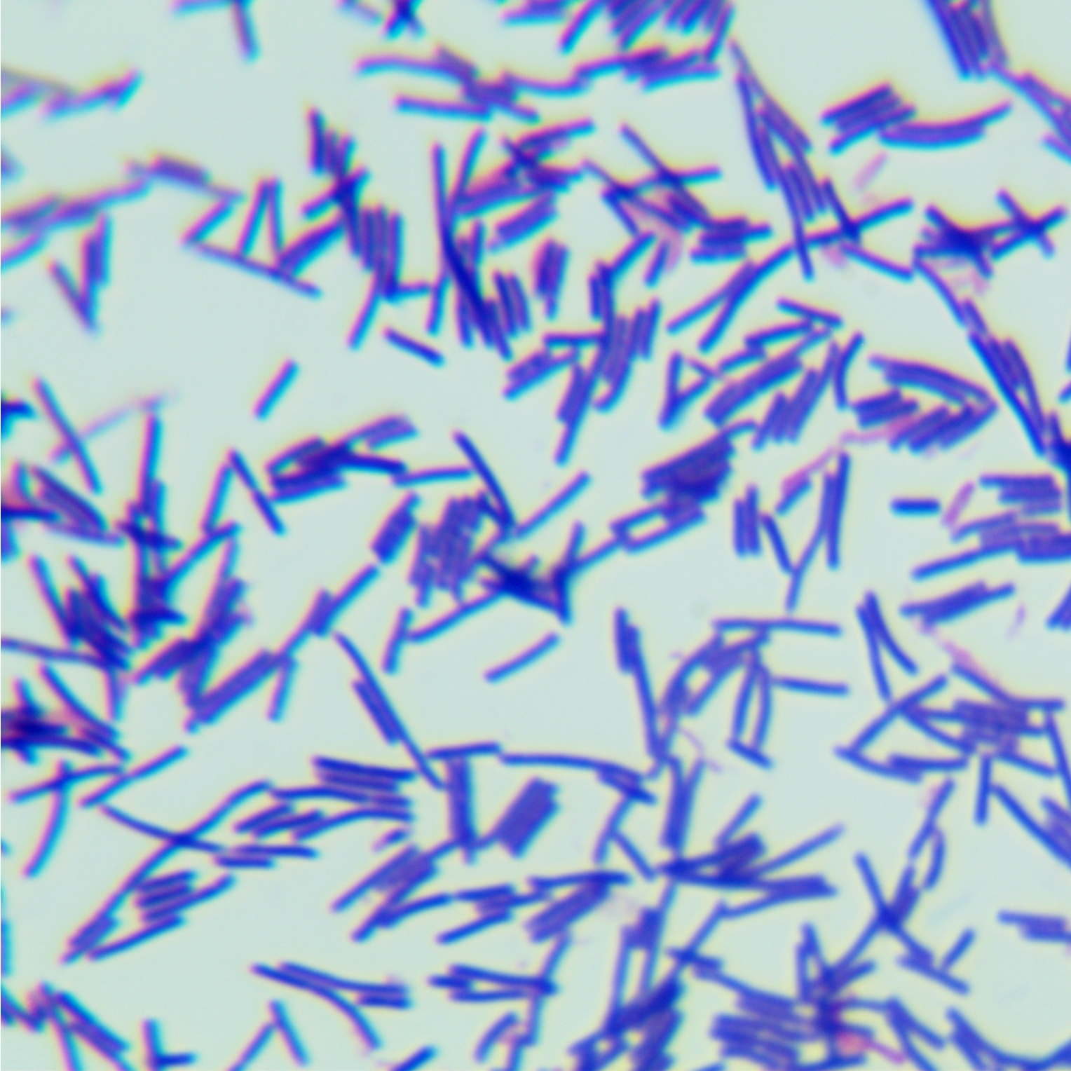 Lactobacillus acidophilus-BNCC