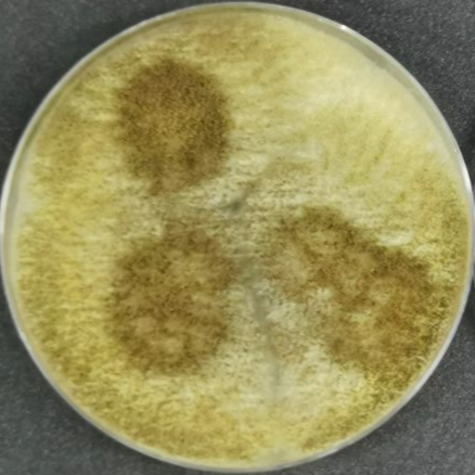 Aspergillus niger-BNCC