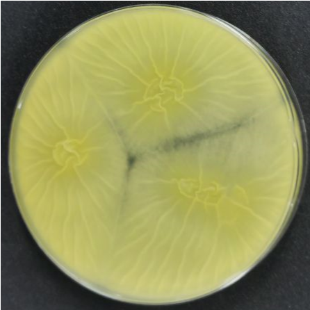 Aspergillus niger-BNCC