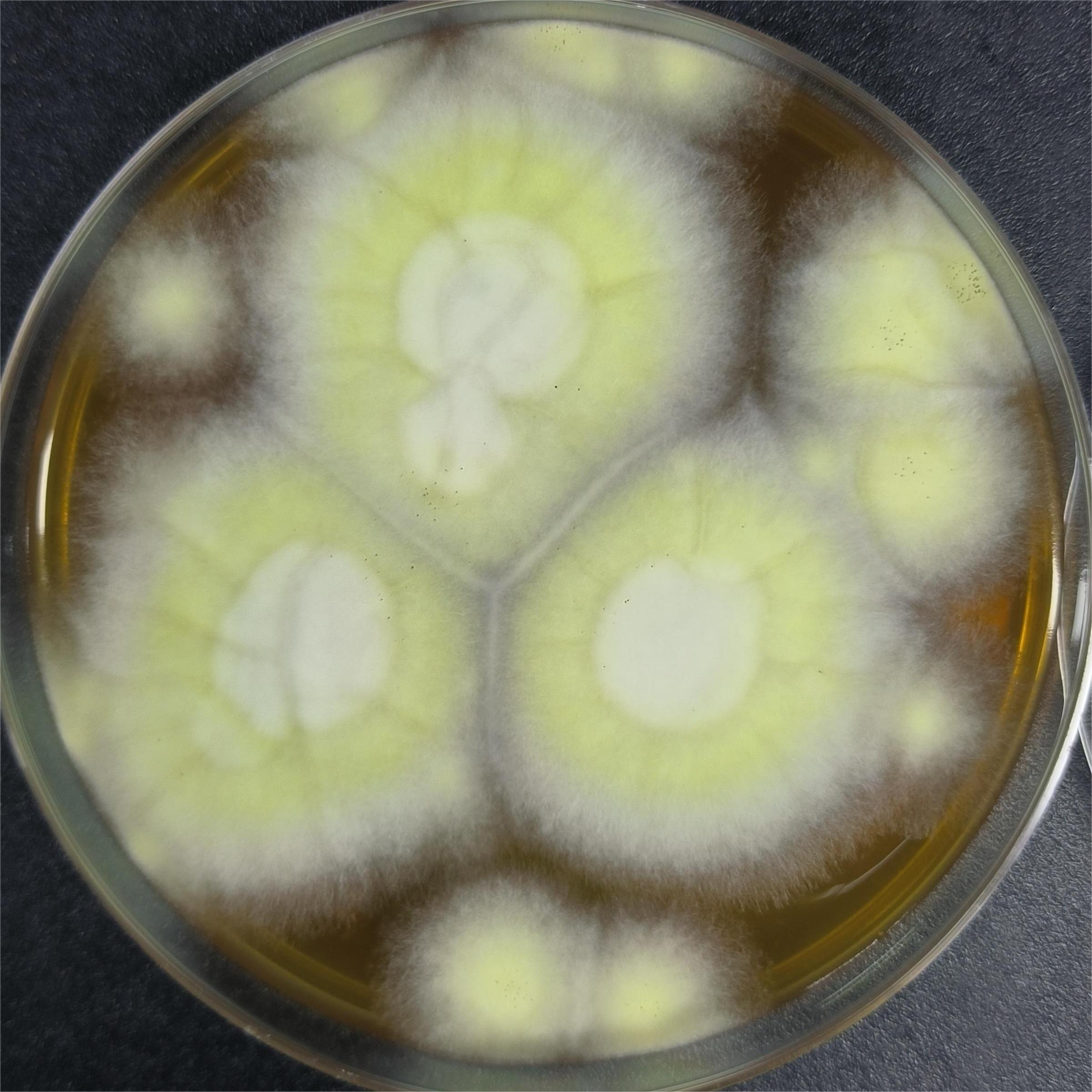 Aspergillus niger-BNCC