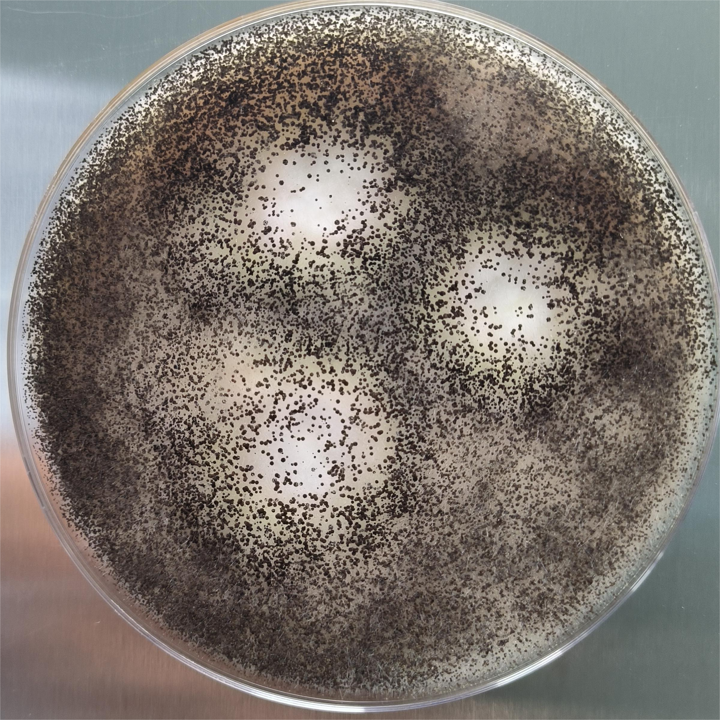 Aspergillus niger-BNCC