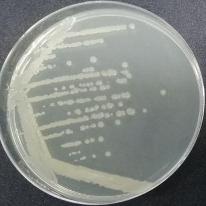 Bacillus amyloliquefaciens-BNCC